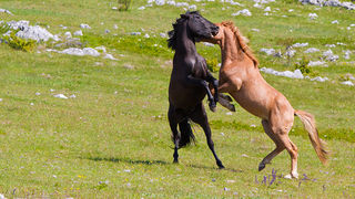 Divlji konji Velebita, foto: Leo Banic