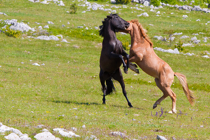 Divlji konji Velebita, foto: Leo Banic