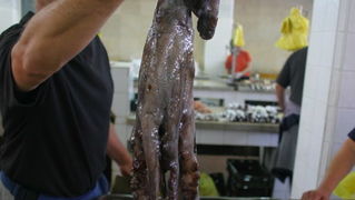 Image 1201845 (auto)