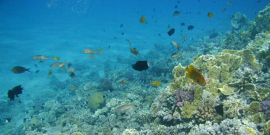 Podmorje (Foto: Totalportal.hr) Podmorje (Foto: Totalportal.hr)