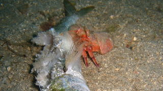 Čudesno zadarsko podmorje: U trapuli, Foto: Ive Šoša Čudesno zadarsko podmorje: U trapuli, Foto: Ive Šoša