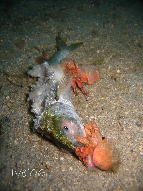 Čudesno zadarsko podmorje: U trapuli, Foto: Ive Šoša Čudesno zadarsko podmorje: U trapuli, Foto: Ive Šoša