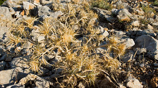 Polača: 14. Međunarodne konjičke utrke “Oluja 95”, Foto: Leo Banić Polača: 14. Međunarodne konjičke utrke “Oluja 95”, Foto: Leo Banić