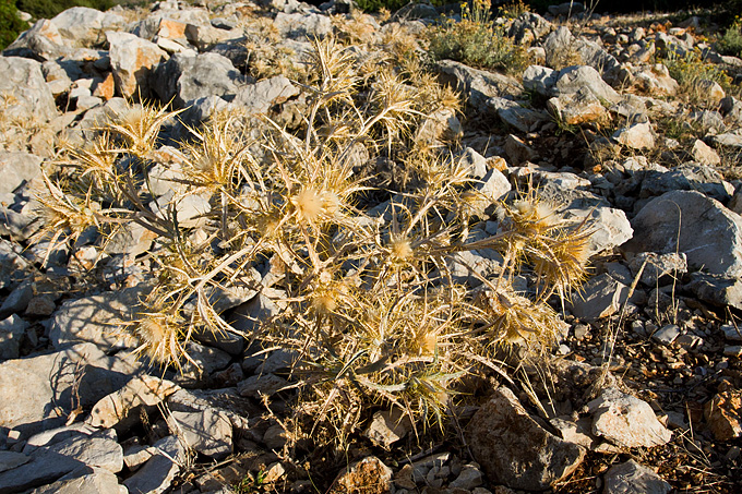 Polača: 14. Međunarodne konjičke utrke “Oluja 95”, Foto: Leo Banić Polača: 14. Međunarodne konjičke utrke “Oluja 95”, Foto: Leo Banić