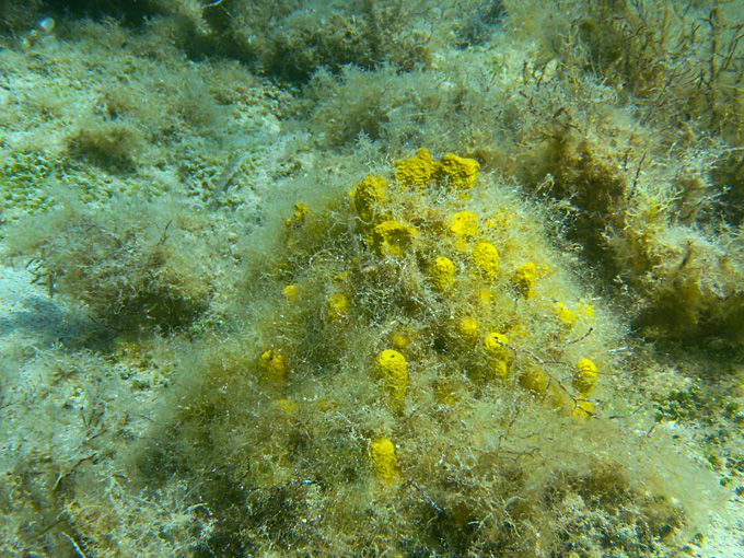 OLYMPUS DIGITAL CAMERA OLYMPUS DIGITAL CAMERA