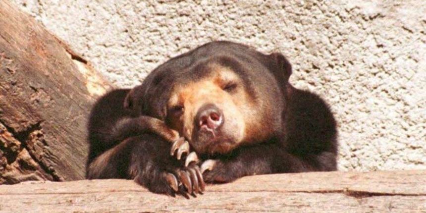 Medo (Foto: 7art-screensavers.com)