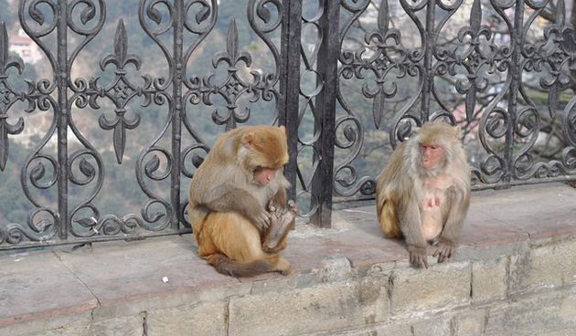 Majmuni u Shimli, foto: flickr.com