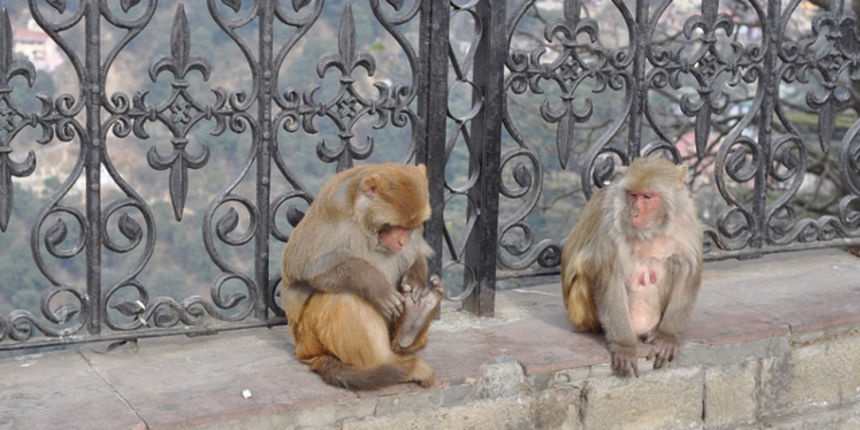 Majmuni u Shimli, foto: flickr.com Majmuni u Shimli, foto: flickr.com