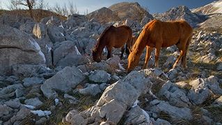 Đir do Libinja 9. travnja 2012. (foto:Saša Čuka) Đir do Libinja 9. travnja 2012. (foto:Saša Čuka)