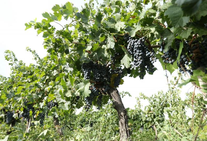 Drniš: Berba grožđa sa više od milijun čokota vinove loze, Photo: Duško Jaramaz/PIXSELL