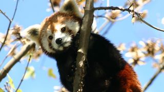 Bebe crvene pande u zagrebackom ZOO-u, Foto: ZOO Zagreb Bebe crvene pande u zagrebackom ZOO-u, Foto: ZOO Zagreb