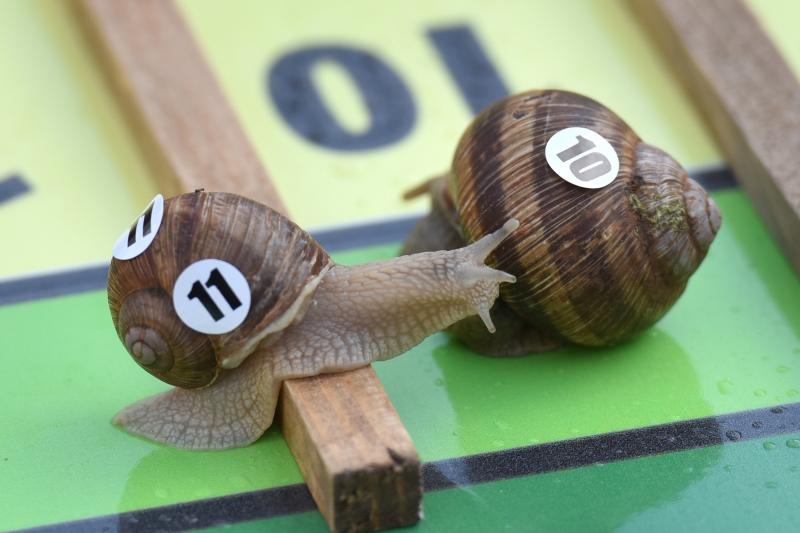 U sklopu Benkovackog kulturnog ljeta Grad Benkovac i Turisticka zajednica Grada Benkovca vec cetvrtu godinu za redom organiziraju manifestaciju Puzevim korakom. Radi se o gastro manifestaciji pripreme i degustacije puzeva. Posjetitelji su imali prilike d U sklopu Benkovackog kulturnog ljeta Grad Benkovac i Turisticka zajednica Grada Benkovca vec cetvrtu godinu za redom organiziraju manifestaciju Puzevim korakom. Radi se o gastro manifestaciji pripreme i degustacije puzeva. Posjetitelji su imali prilike d