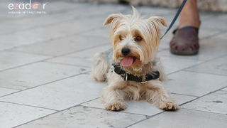 Đir po gradu, ponedjeljak 17. lipnja 2019. Đir po gradu, ponedjeljak 17. lipnja 2019.