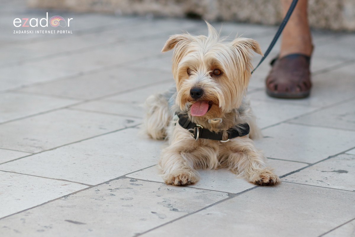Đir po gradu, ponedjeljak 17. lipnja 2019. Đir po gradu, ponedjeljak 17. lipnja 2019.