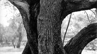 Braća Brkan: Slike sna i svjetlosti Braća Brkan: Slike sna i svjetlosti