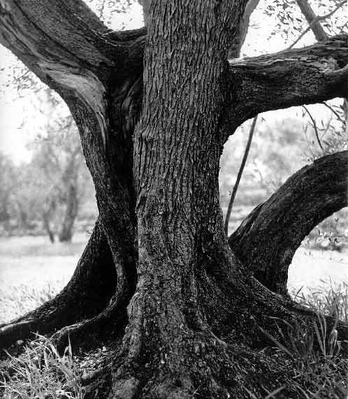 Braća Brkan: Slike sna i svjetlosti Braća Brkan: Slike sna i svjetlosti