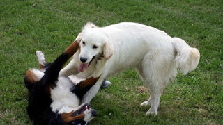 Zadar: Medjunarodna izlozba pasa CACIB 1. svibnja 2010.