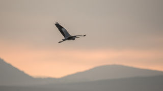 Čarobno jutro na Vranskom jezeru Čarobno jutro na Vranskom jezeru