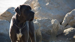 Međunarodna izložba pasa “CACIB ZADAR 2012” Međunarodna izložba pasa “CACIB ZADAR 2012”