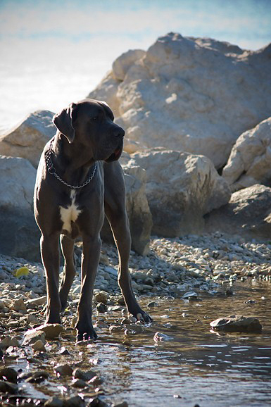 Međunarodna izložba pasa “CACIB ZADAR 2012” Međunarodna izložba pasa “CACIB ZADAR 2012”