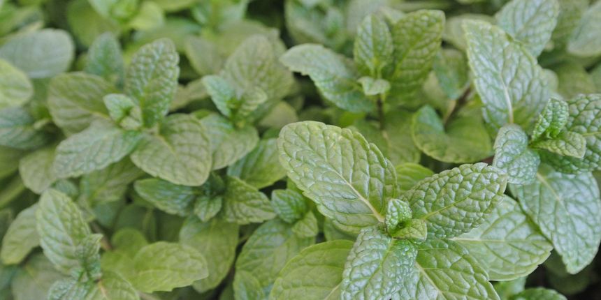 kada se bere menta kada se bere menta