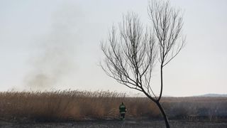 Požar u ornitološkom rezervatu Parka prirodeP Vransko jezero Požar u ornitološkom rezervatu Parka prirodeP Vransko jezero