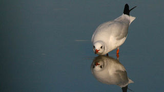 Moj galebe by Leo Banić