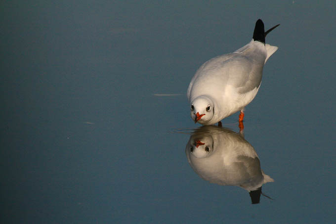 Moj galebe by Leo Banić