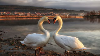 Prekrasni labuđi par u blizini crkvice Sv. Duha, Foto: Roberto Lerga Prekrasni labuđi par u blizini crkvice Sv. Duha, Foto: Roberto Lerga