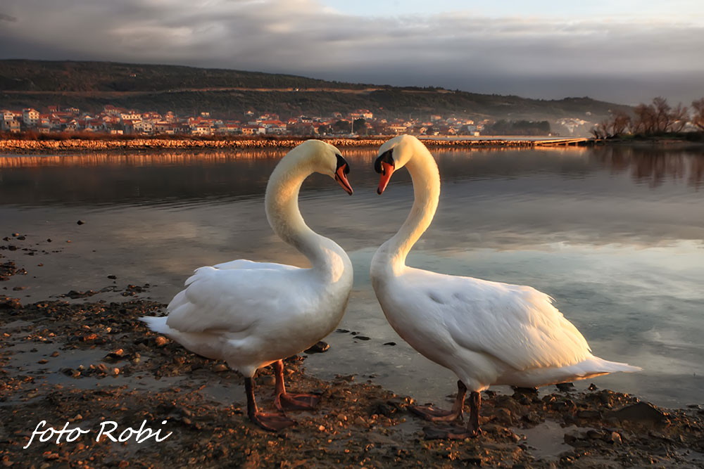 Prekrasni labuđi par u blizini crkvice Sv. Duha, Foto: Roberto Lerga Prekrasni labuđi par u blizini crkvice Sv. Duha, Foto: Roberto Lerga