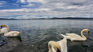 Labudovi u Bibinjama 12. svibnja 2013.  Foto: Roberto Lerga