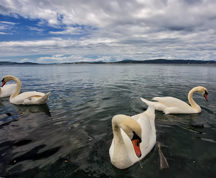 Labudovi u Bibinjama 12. svibnja 2013.  Foto: Roberto Lerga