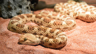 Otvorenje izložbe “Zmije – opasna ljepota”, foto: Iva Perinčić Otvorenje izložbe “Zmije – opasna ljepota”, foto: Iva Perinčić