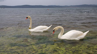Labudovi u Bibinjama 6. svibnja 2013. Foto: Leo banić Labudovi u Bibinjama 6. svibnja 2013. Foto: Leo banić