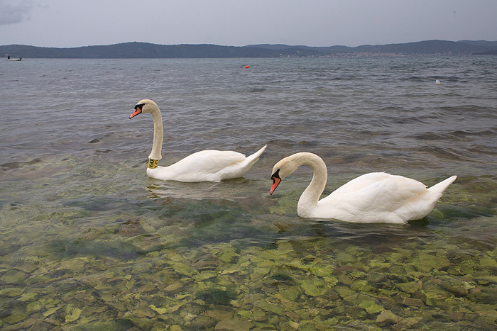 Labudovi u Bibinjama 6. svibnja 2013. Foto: Leo banić Labudovi u Bibinjama 6. svibnja 2013. Foto: Leo banić