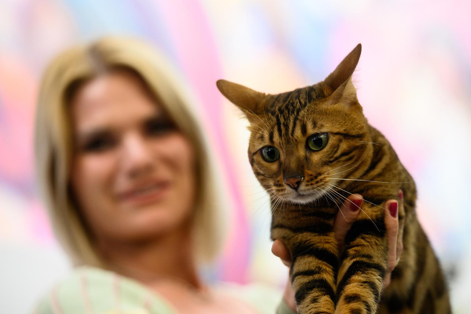 Međunarodna izložba mačaka održana u King Crossu