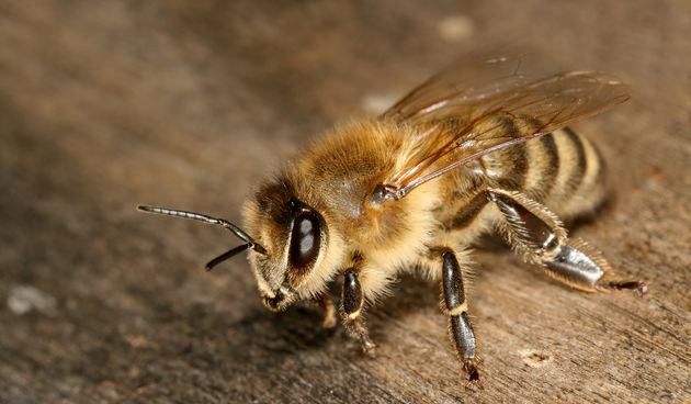 Apis mellifera carnica (Foto: dic.academic.ru)