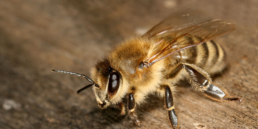 Apis mellifera carnica (Foto: dic.academic.ru) Apis mellifera carnica (Foto: dic.academic.ru)