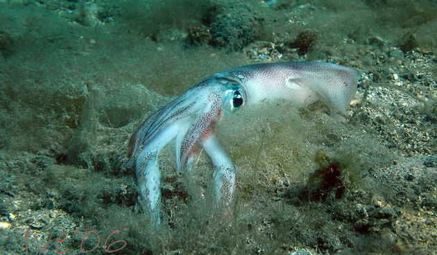 Čudesno zadarsko podmorje: U trapuli, Foto: Ive Šoša