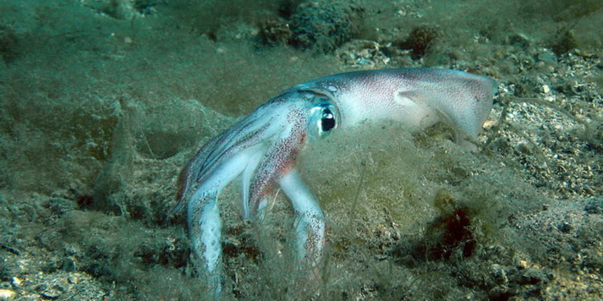 Čudesno zadarsko podmorje: U trapuli, Foto: Ive Šoša Čudesno zadarsko podmorje: U trapuli, Foto: Ive Šoša