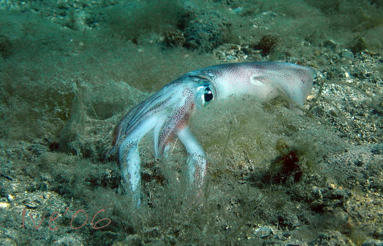 Čudesno zadarsko podmorje: U trapuli, Foto: Ive Šoša Čudesno zadarsko podmorje: U trapuli, Foto: Ive Šoša