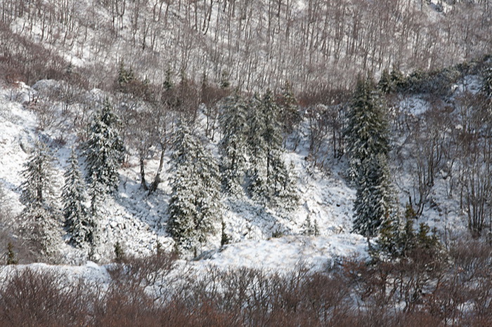 Đir do vrha Zečjak na sjevernom Velebitu, Foto: Leo Banić