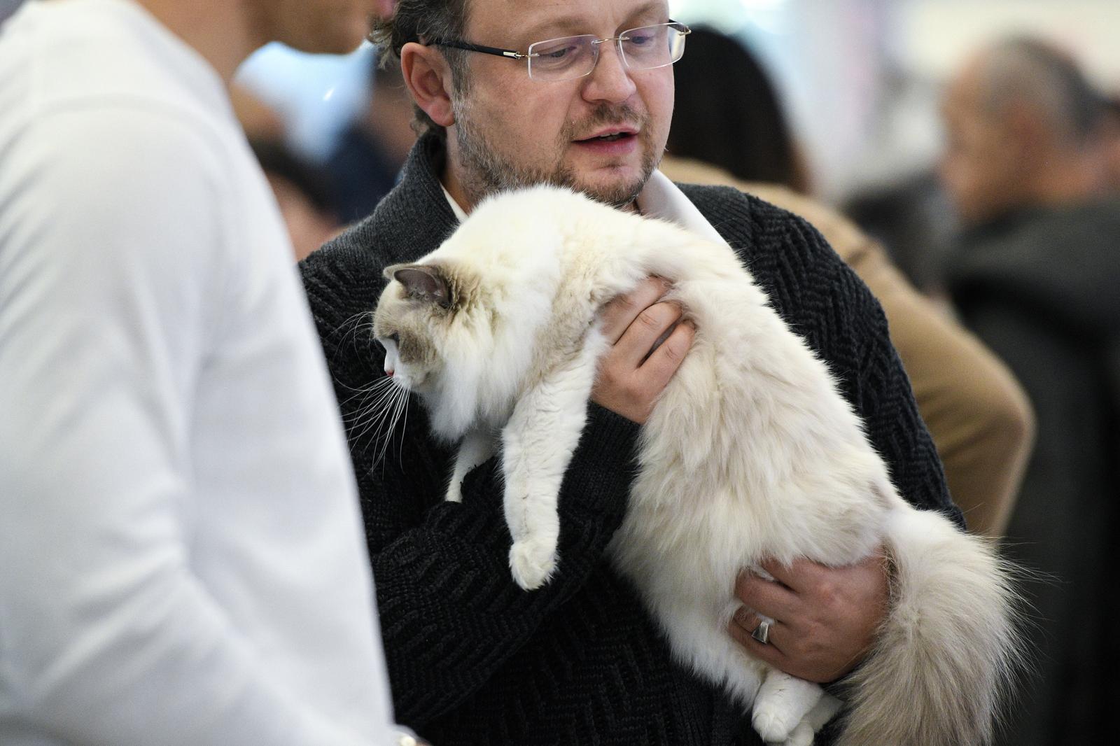 Međunarodna izložba mačaka