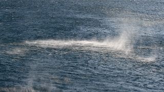 Image 1177849 (auto)