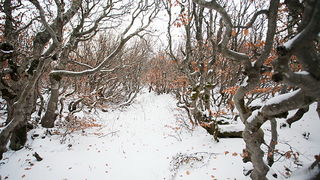 Đir do vrha Zečjak na sjevernom Velebitu, Foto: Leo Banić