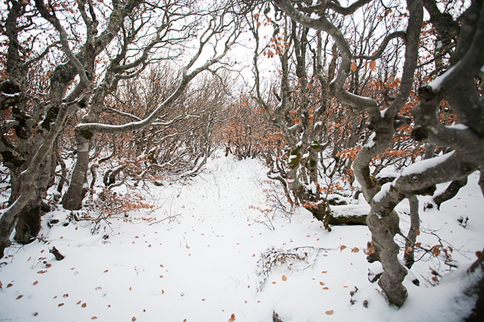 Đir do vrha Zečjak na sjevernom Velebitu, Foto: Leo Banić