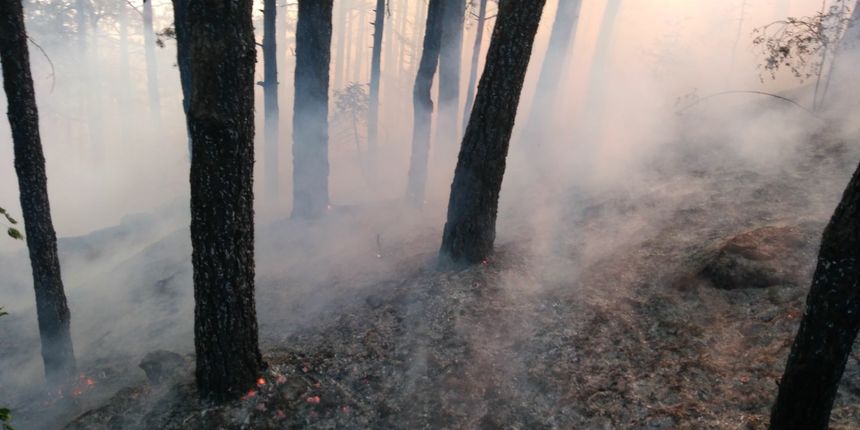 Izgorena šuma na Mosoru Izgorena šuma na Mosoru