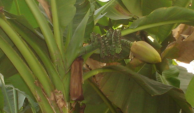 Zelena banana u Biogradu/Foto: Diana Everle