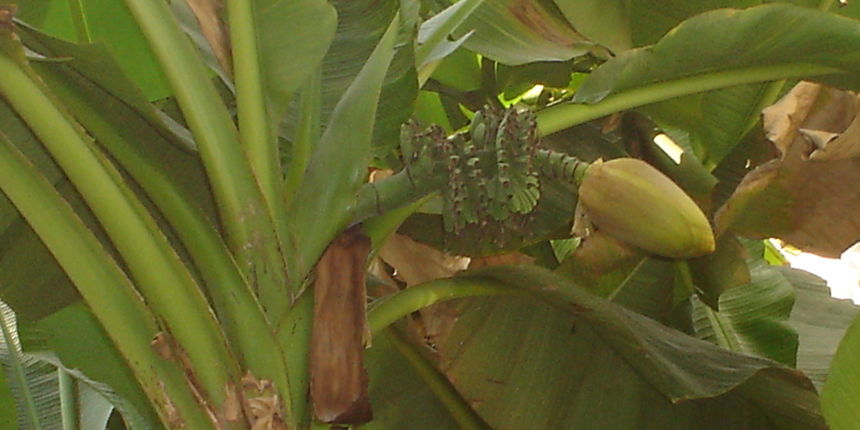 Zelena banana u Biogradu/Foto: Diana Everle