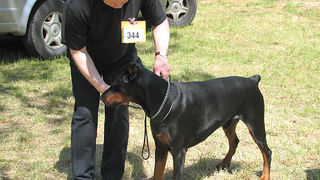 Image 1171035 (auto)